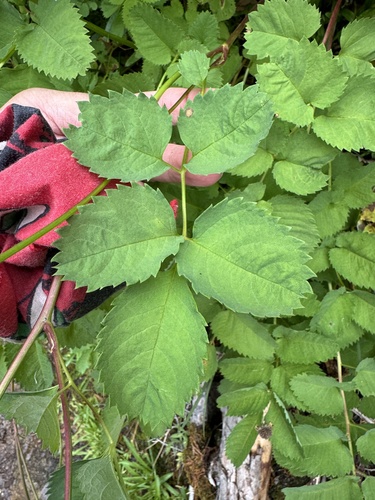 Image of Sanguisorba stipulata by no rights reserved