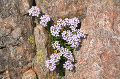 Noccaea rotundifolia