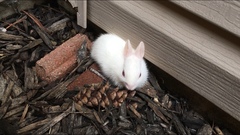 Sylvilagus