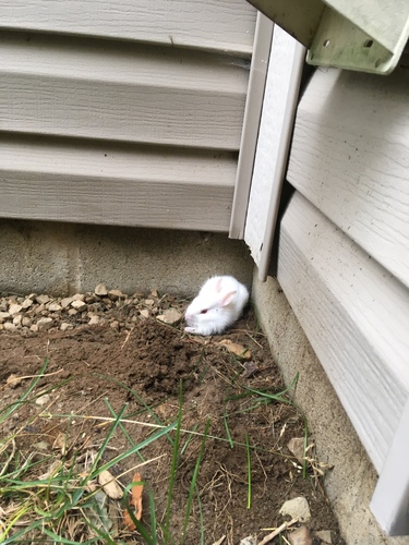 Eastern Cottontail photographed in Indiana