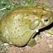 Sonoran Desert Toad - Photo (c) David Bygott, some rights reserved (CC BY-NC)