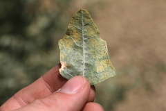 Atriplex lentiformis lentiformis