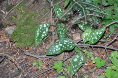 Pulmonaria saccharata
