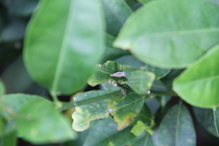 Pseudocatharylla duplicella