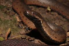 Blackbelly Snake photo 2
