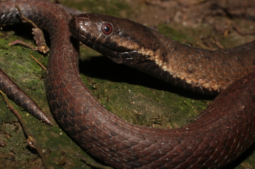 Blackbelly Snake