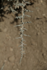 Atriplex spinifera