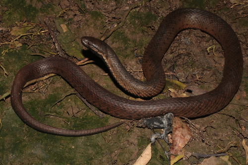 Blackbelly Snake