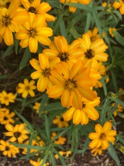 Coreopsis palmata