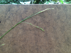 Carex arctata