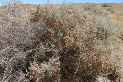 Atriplex spinifera