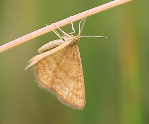 Geltonsparnis Sprindžiukas nuotrauka