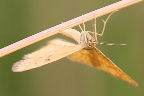 Geltonsparnis Sprindžiukas nuotrauka