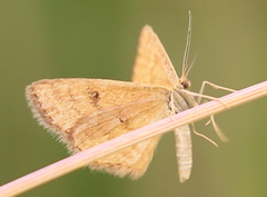 Idaea serpentata
