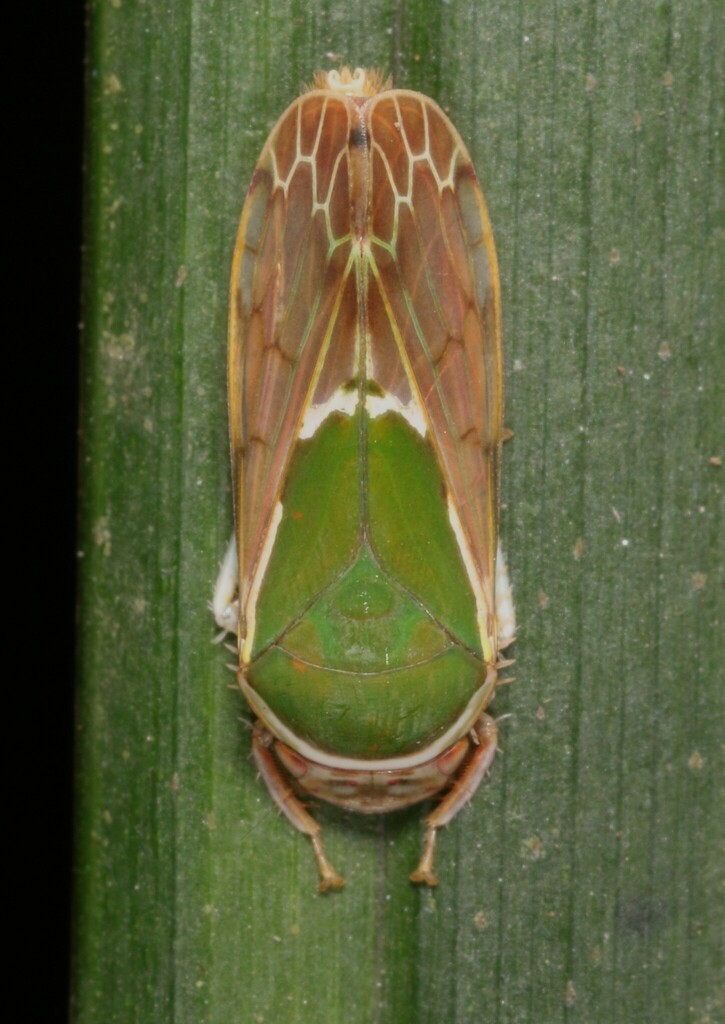 Rectapona nigrifascia
