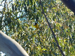 Pachycephala fuliginosa