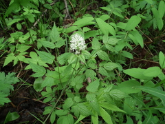 Actaea erythrocarpa