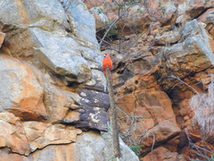 Platycercus elegans adelaidae