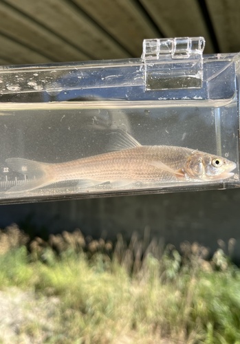 Platkop-kopvoorn (Platygobio gracilis) — Cyprinidae — 5