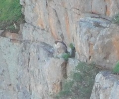 Falco peregrinus