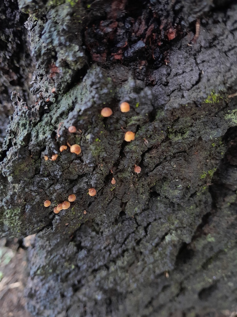 Mycena corticola · September 2024 · photo: © cosimagregorini (iNaturalist, cc0)