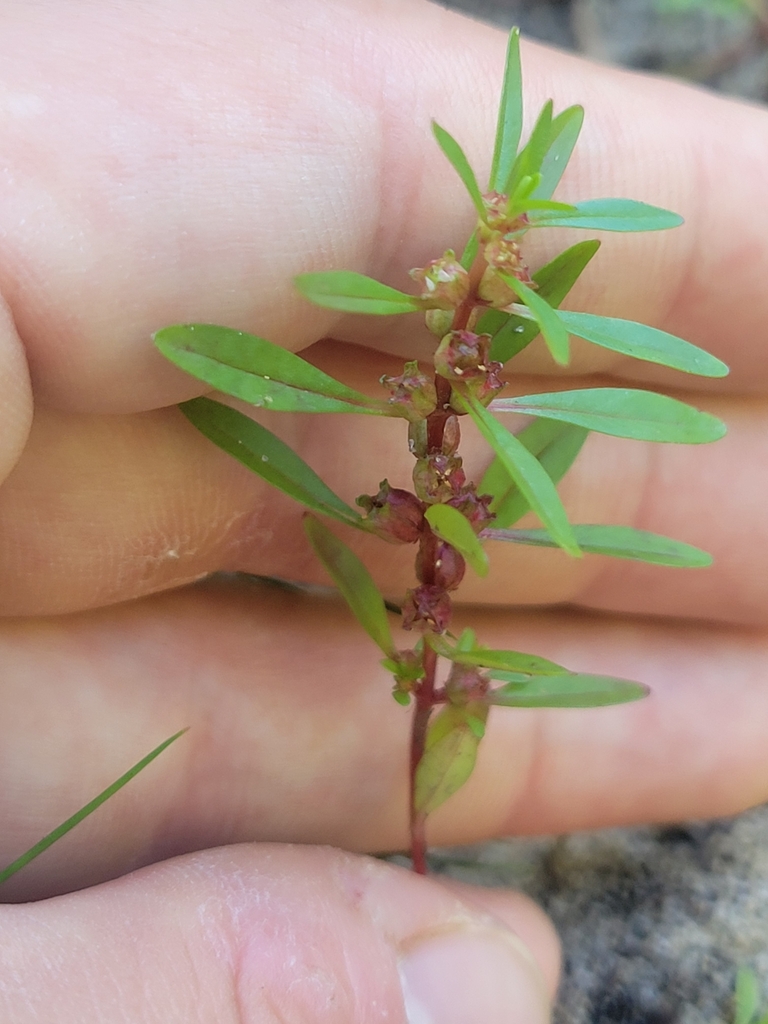 Roundleaf Toothcup Toothcup in September 2024 by wonderful_world · iNaturalist