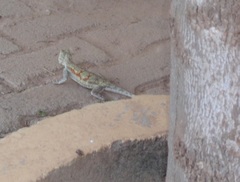 Agama