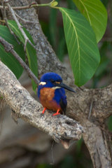Azure Kingfisher photo 2