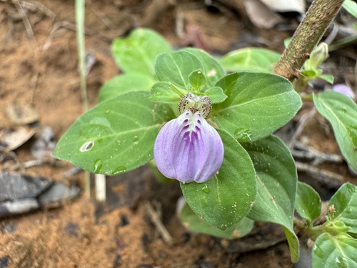 Image of Justicia glauca by (c) Teja Yantrapalli, some rights reserved (CC BY)