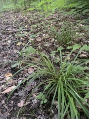 Carex gracillima