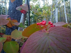 Viburnum furcatum