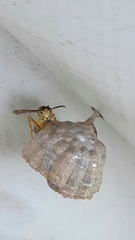 Mischocyttarus cerberus