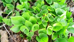 Maianthemum dilatatum