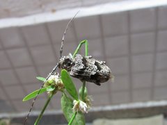 Dryoctenes scrupulosus