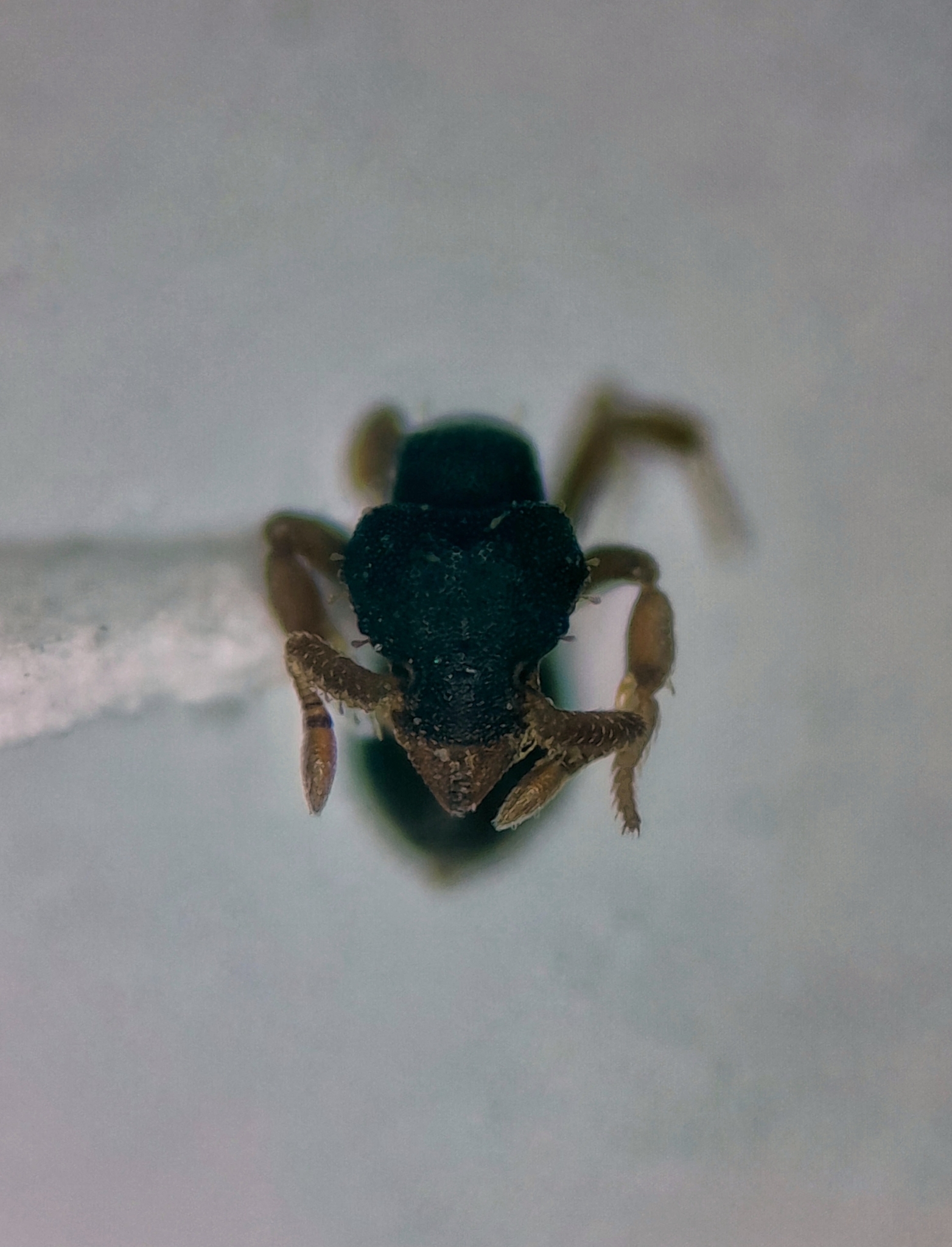 Octostruma stenognatha