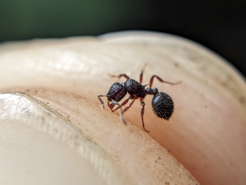 Lordomyrma tayloriLordomyrma taylori