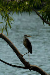 Egretta picata