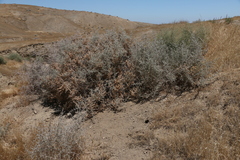 Atriplex spinifera