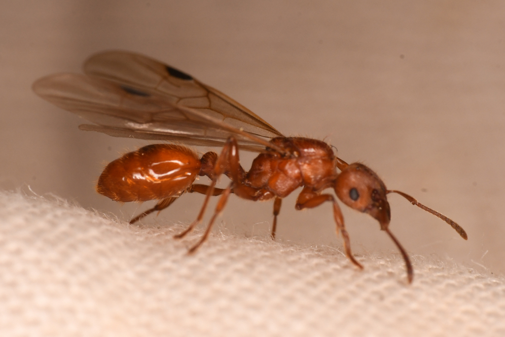 Manica hunteri