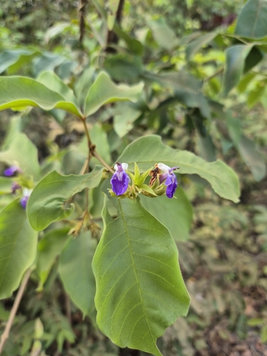 Vitex triflora, photograph 3