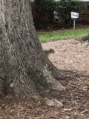 Sciurus carolinensis