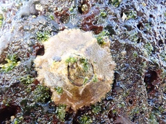 Megabalanus peninsularis