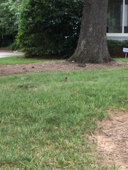 Turdus migratorius