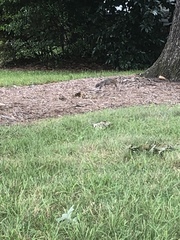 Sciurus carolinensis