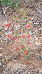 Ipomopsis aggregata aggregata