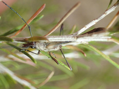 Enchoptera apicalis