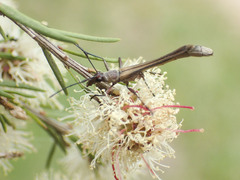 Enchoptera apicalis