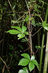Tetrastigma obtectum