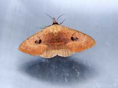 Hypopyra