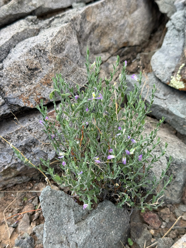 Image of Hebecarpa macradenia by (c) CK2AZ, some rights reserved (CC BY)